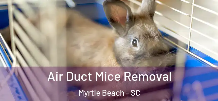 Air Duct Mice Removal Myrtle Beach - SC